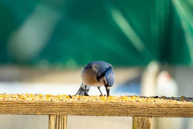 Ahşap bir tahtanın üzerindeki tohumları gagalayan ibikli başlıklı renkli mavi bir karga bulanık yeşil ve mavi bir zemin üzerinde. Arka bahçe kuş gözlemi.