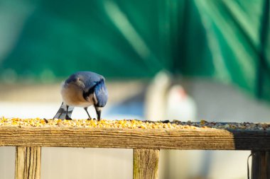 Ahşap bir tahtanın üzerindeki tohumları gagalayan ibikli başlıklı renkli mavi bir karga bulanık yeşil ve mavi bir zemin üzerinde. Arka bahçe kuş gözlemi.