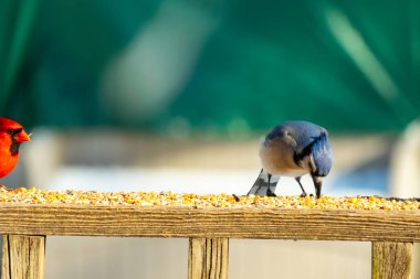 Ahşap bir tahtanın üzerindeki tohumları gagalayan ibikli başlıklı renkli mavi bir karga bulanık yeşil ve mavi bir zemin üzerinde. Arka bahçe kuş gözlemi.