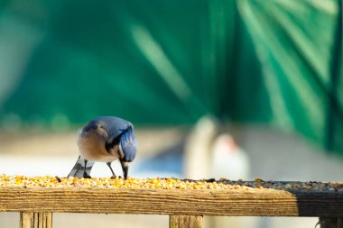 Ahşap bir tahtanın üzerindeki tohumları gagalayan ibikli başlıklı renkli mavi bir karga bulanık yeşil ve mavi bir zemin üzerinde. Arka bahçe kuş gözlemi.