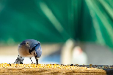 Ahşap bir tahtanın üzerindeki tohumları gagalayan ibikli başlıklı renkli mavi bir karga bulanık yeşil ve mavi bir zemin üzerinde. Arka bahçe kuş gözlemi.