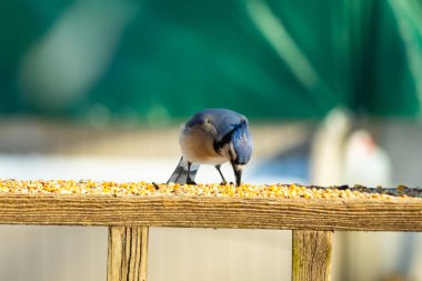 Ahşap bir tahtanın üzerindeki tohumları gagalayan ibikli başlıklı renkli mavi bir karga bulanık yeşil ve mavi bir zemin üzerinde. Arka bahçe kuş gözlemi.