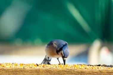 Ahşap bir tahtanın üzerindeki tohumları gagalayan ibikli başlıklı renkli mavi bir karga bulanık yeşil ve mavi bir zemin üzerinde. Arka bahçe kuş gözlemi.
