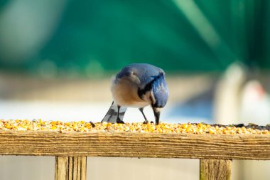 Ahşap bir tahtanın üzerindeki tohumları gagalayan ibikli başlıklı renkli mavi bir karga bulanık yeşil ve mavi bir zemin üzerinde. Arka bahçe kuş gözlemi.