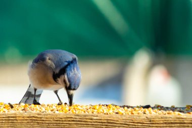 Ahşap bir tahtanın üzerindeki tohumları gagalayan ibikli başlıklı renkli mavi bir karga bulanık yeşil ve mavi bir zemin üzerinde. Arka bahçe kuş gözlemi.