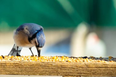 Ahşap bir tahtanın üzerindeki tohumları gagalayan ibikli başlıklı renkli mavi bir karga bulanık yeşil ve mavi bir zemin üzerinde. Arka bahçe kuş gözlemi.