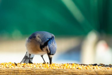 Ahşap bir tahtanın üzerindeki tohumları gagalayan ibikli başlıklı renkli mavi bir karga bulanık yeşil ve mavi bir zemin üzerinde. Arka bahçe kuş gözlemi.