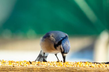 Ahşap bir tahtanın üzerindeki tohumları gagalayan ibikli başlıklı renkli mavi bir karga bulanık yeşil ve mavi bir zemin üzerinde. Arka bahçe kuş gözlemi.