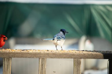 Parlak mavi, siyah ve beyaz tüylü çarpıcı bir mavi karga bulanık bir deniz mavisi zeminine karşı tohumlarla dolu bir tahta üzerinde duruyor. ABD 'de kuş gözlemciliği.