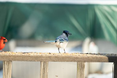 Parlak mavi, siyah ve beyaz tüylü çarpıcı bir mavi karga bulanık bir deniz mavisi zeminine karşı tohumlarla dolu bir tahta üzerinde duruyor. ABD 'de kuş gözlemciliği.