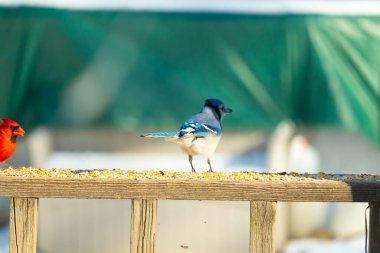 Parlak mavi, siyah ve beyaz tüylü çarpıcı bir mavi karga bulanık bir deniz mavisi zeminine karşı tohumlarla dolu bir tahta üzerinde duruyor. ABD 'de kuş gözlemciliği.