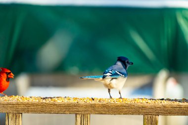 Parlak mavi, siyah ve beyaz tüylü çarpıcı bir mavi karga bulanık bir deniz mavisi zeminine karşı tohumlarla dolu bir tahta üzerinde duruyor. ABD 'de kuş gözlemciliği.