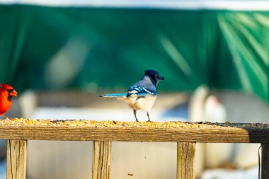 Parlak mavi, siyah ve beyaz tüylü çarpıcı bir mavi karga bulanık bir deniz mavisi zeminine karşı tohumlarla dolu bir tahta üzerinde duruyor. ABD 'de kuş gözlemciliği.