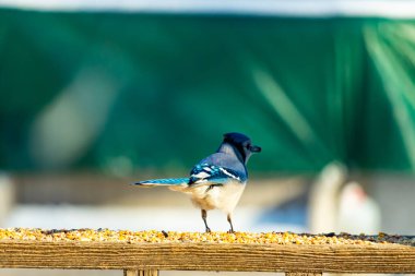 Parlak mavi, siyah ve beyaz tüylü çarpıcı bir mavi karga bulanık bir deniz mavisi zeminine karşı tohumlarla dolu bir tahta üzerinde duruyor. ABD 'de kuş gözlemciliği.