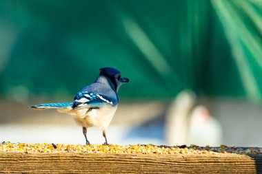 Parlak mavi, siyah ve beyaz tüylü çarpıcı bir mavi karga bulanık bir deniz mavisi zeminine karşı tohumlarla dolu bir tahta üzerinde duruyor. ABD 'de kuş gözlemciliği.