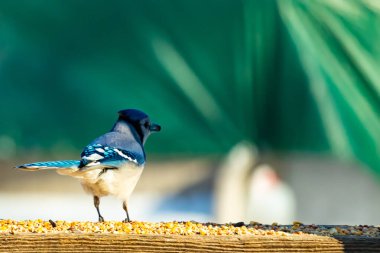 Parlak mavi, siyah ve beyaz tüylü çarpıcı bir mavi karga bulanık bir deniz mavisi zeminine karşı tohumlarla dolu bir tahta üzerinde duruyor. ABD 'de kuş gözlemciliği.