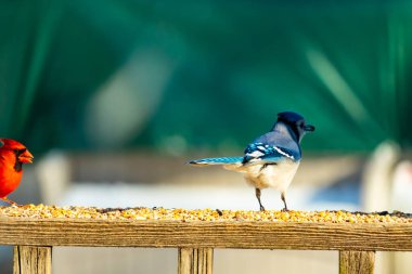 Parlak mavi, siyah ve beyaz tüylü çarpıcı bir mavi karga bulanık bir deniz mavisi zeminine karşı tohumlarla dolu bir tahta üzerinde duruyor. ABD 'de kuş gözlemciliği.