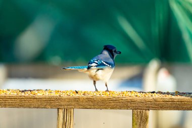 Parlak mavi, siyah ve beyaz tüylü çarpıcı bir mavi karga bulanık bir deniz mavisi zeminine karşı tohumlarla dolu bir tahta üzerinde duruyor. ABD 'de kuş gözlemciliği.