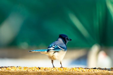 Parlak mavi, siyah ve beyaz tüylü çarpıcı bir mavi karga bulanık bir deniz mavisi zeminine karşı tohumlarla dolu bir tahta üzerinde duruyor. ABD 'de kuş gözlemciliği.