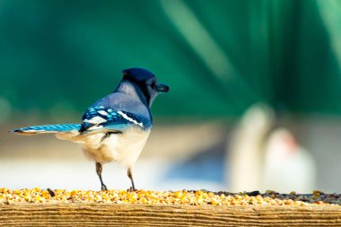 Parlak mavi, siyah ve beyaz tüylü çarpıcı bir mavi karga bulanık bir deniz mavisi zeminine karşı tohumlarla dolu bir tahta üzerinde duruyor. ABD 'de kuş gözlemciliği.