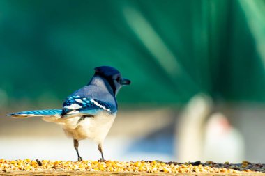 Parlak mavi, siyah ve beyaz tüylü çarpıcı bir mavi karga bulanık bir deniz mavisi zeminine karşı tohumlarla dolu bir tahta üzerinde duruyor. ABD 'de kuş gözlemciliği.