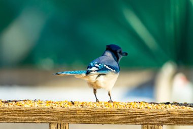 Parlak mavi, siyah ve beyaz tüylü çarpıcı bir mavi karga bulanık bir deniz mavisi zeminine karşı tohumlarla dolu bir tahta üzerinde duruyor. ABD 'de kuş gözlemciliği.