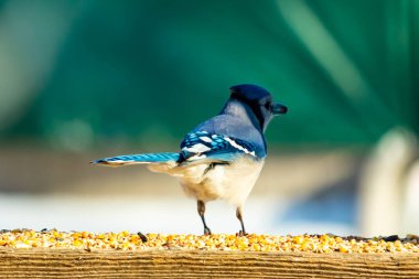 Parlak mavi, siyah ve beyaz tüylü çarpıcı bir mavi karga bulanık bir deniz mavisi zeminine karşı tohumlarla dolu bir tahta üzerinde duruyor. ABD 'de kuş gözlemciliği.