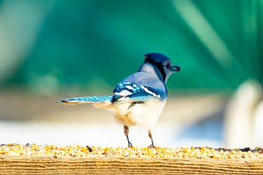 Parlak mavi, siyah ve beyaz tüylü çarpıcı bir mavi karga bulanık bir deniz mavisi zeminine karşı tohumlarla dolu bir tahta üzerinde duruyor. ABD 'de kuş gözlemciliği.