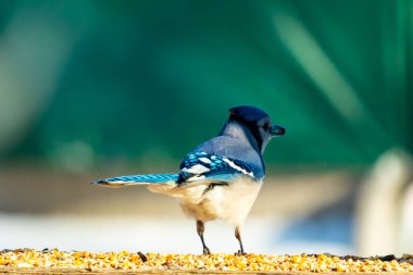 Parlak mavi, siyah ve beyaz tüylü çarpıcı bir mavi karga bulanık bir deniz mavisi zeminine karşı tohumlarla dolu bir tahta üzerinde duruyor. ABD 'de kuş gözlemciliği.
