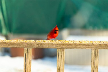 Canlı kırmızı bir kardinal ahşap bir besleyicinin üzerine tünemiş, parlak tüyleri bulanık yeşil bir zemin ile çelişiyor. Doğada çarpıcı bir güzellik anı.