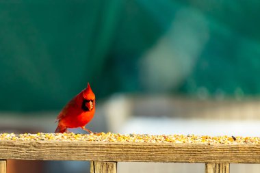 Canlı kırmızı bir kardinal ahşap bir besleyicinin üzerine tünemiş, parlak tüyleri bulanık yeşil bir zemin ile çelişiyor. Doğada çarpıcı bir güzellik anı.