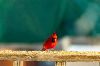 Canlı kırmızı bir kardinal ahşap bir besleyicinin üzerine tünemiş, parlak tüyleri bulanık yeşil bir zemin ile çelişiyor. Doğada çarpıcı bir güzellik anı.