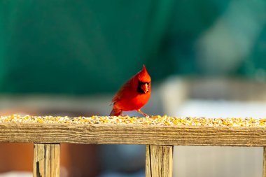 Canlı kırmızı bir kardinal ahşap bir besleyicinin üzerine tünemiş, parlak tüyleri bulanık yeşil bir zemin ile çelişiyor. Doğada çarpıcı bir güzellik anı.