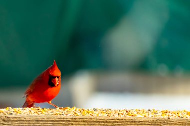 Canlı kırmızı bir kardinal ahşap bir besleyicinin üzerine tünemiş, parlak tüyleri bulanık yeşil bir zemin ile çelişiyor. Doğada çarpıcı bir güzellik anı.