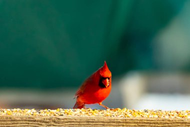Canlı kırmızı bir kardinal ahşap bir besleyicinin üzerine tünemiş, parlak tüyleri bulanık yeşil bir zemin ile çelişiyor. Doğada çarpıcı bir güzellik anı.