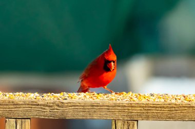 Canlı kırmızı bir kardinal ahşap bir besleyicinin üzerine tünemiş, parlak tüyleri bulanık yeşil bir zemin ile çelişiyor. Doğada çarpıcı bir güzellik anı.