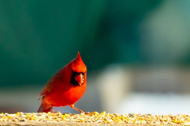 Canlı kırmızı bir kardinal ahşap bir besleyicinin üzerine tünemiş, parlak tüyleri bulanık yeşil bir zemin ile çelişiyor. Doğada çarpıcı bir güzellik anı.
