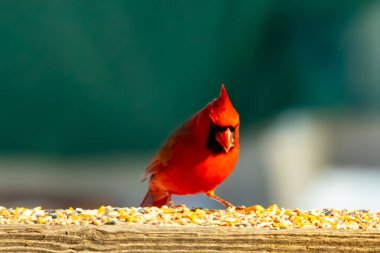 Canlı kırmızı bir kardinal ahşap bir besleyicinin üzerine tünemiş, parlak tüyleri bulanık yeşil bir zemin ile çelişiyor. Doğada çarpıcı bir güzellik anı.