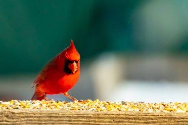 Canlı kırmızı bir kardinal ahşap bir besleyicinin üzerine tünemiş, parlak tüyleri bulanık yeşil bir zemin ile çelişiyor. Doğada çarpıcı bir güzellik anı.