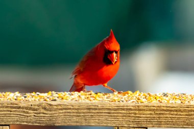 Canlı kırmızı bir kardinal ahşap bir besleyicinin üzerine tünemiş, parlak tüyleri bulanık yeşil bir zemin ile çelişiyor. Doğada çarpıcı bir güzellik anı.