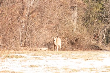 Genç, beyaz kuyruklu bir geyik, seyrek, kısmen karlı bir tarlada birbirine dolanmış çalılara karşı tetikte durur. Doğal bir ortamda kış yaban hayatı.