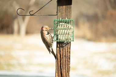 Bir Kuzey Flicker yeşil bir süet besleyiciye yapışır, tüyleri yumuşak, bulanık bir zemin üzerine detaylandırılır. Vahşi yaşam yakın plan, bir an beslenme anı yakalıyor.