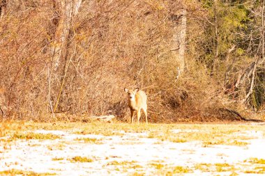 Genç, beyaz kuyruklu bir geyik, seyrek, kısmen karlı bir tarlada birbirine dolanmış çalılara karşı tetikte durur. Doğal bir ortamda kış yaban hayatı.