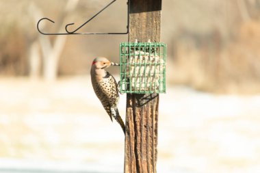 Bir Kuzey Flicker yeşil bir süet besleyiciye yapışır, tüyleri yumuşak, bulanık bir zemin üzerine detaylandırılır. Vahşi yaşam yakın plan, bir an beslenme anı yakalıyor.