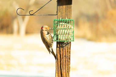 Bir Kuzey Flicker yeşil bir süet besleyiciye yapışır, tüyleri yumuşak, bulanık bir zemin üzerine detaylandırılır. Vahşi yaşam yakın plan, bir an beslenme anı yakalıyor.