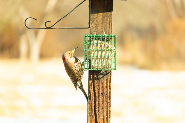 Bir Kuzey Flicker yeşil bir süet besleyiciye yapışır, tüyleri yumuşak, bulanık bir zemin üzerine detaylandırılır. Vahşi yaşam yakın plan, bir an beslenme anı yakalıyor.