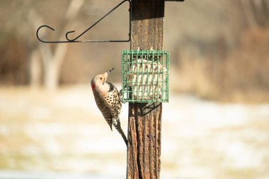 Bir Kuzey Flicker yeşil bir süet besleyiciye yapışır, tüyleri yumuşak, bulanık bir zemin üzerine detaylandırılır. Vahşi yaşam yakın plan, bir an beslenme anı yakalıyor.