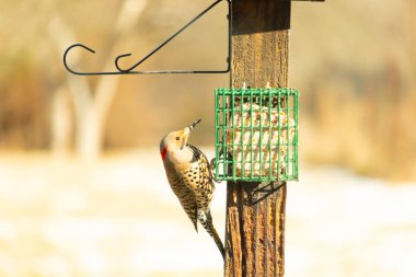 Bir Kuzey Flicker yeşil bir süet besleyiciye yapışır, tüyleri yumuşak, bulanık bir zemin üzerine detaylandırılır. Vahşi yaşam yakın plan, bir an beslenme anı yakalıyor.