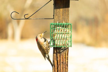 Bir Kuzey Flicker yeşil bir süet besleyiciye yapışır, tüyleri yumuşak, bulanık bir zemin üzerine detaylandırılır. Vahşi yaşam yakın plan, bir an beslenme anı yakalıyor.