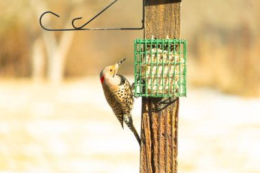 Bir Kuzey Flicker yeşil bir süet besleyiciye yapışır, tüyleri yumuşak, bulanık bir zemin üzerine detaylandırılır. Vahşi yaşam yakın plan, bir an beslenme anı yakalıyor.